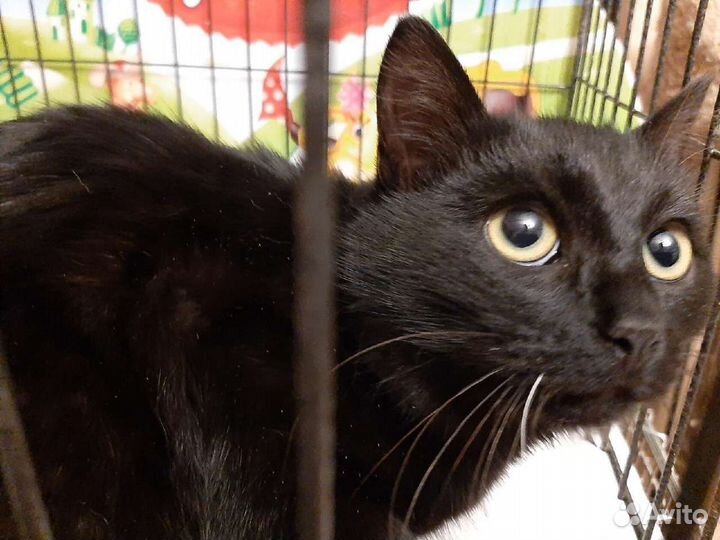 Маркиз и Рокки ищут дом