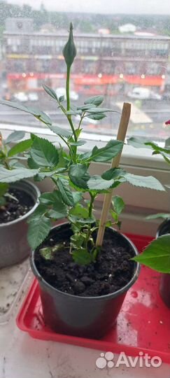 Роза кустовая в горшочке