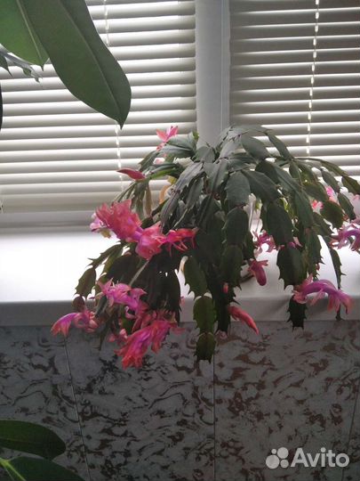 Декабрист шлюмбергера