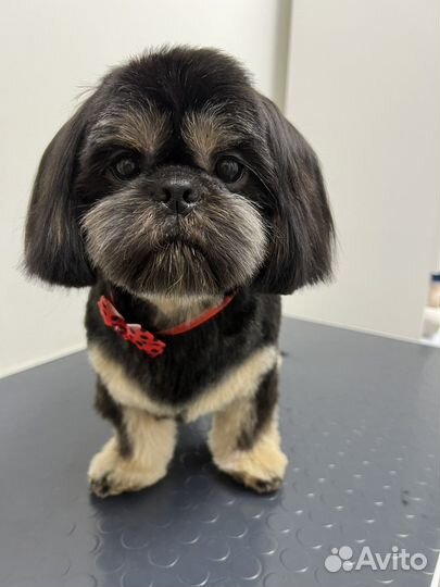 Грумер с выездом