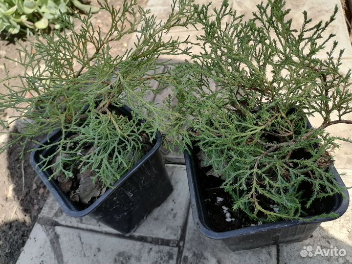 Можжевельник