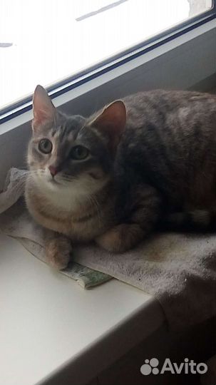 Кошечка ищет семью