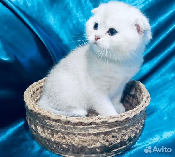 Шотокот котята
