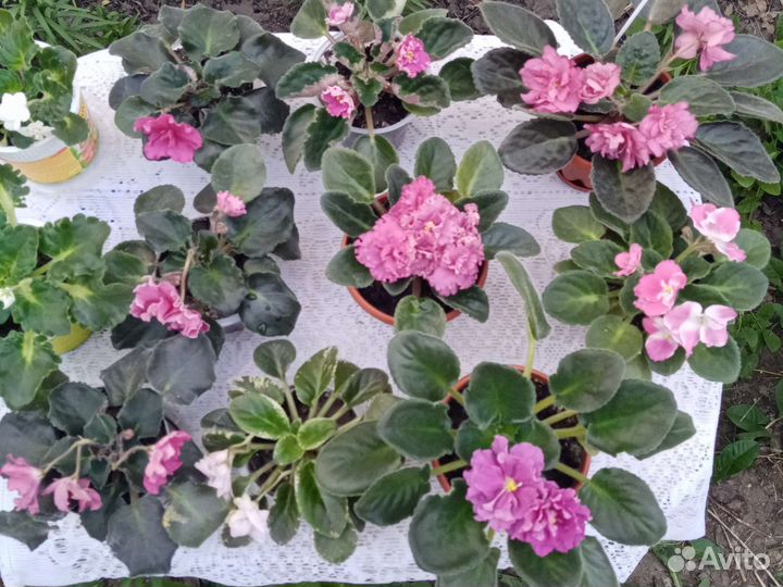 Цветущие фиалки