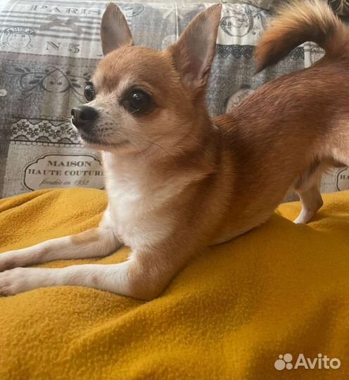 Чихуахуа Вязка