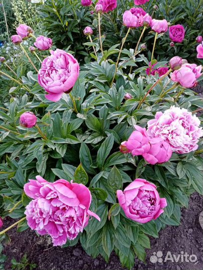 Пионы саженцы розовые