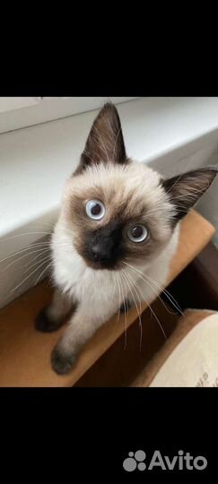 Передержка кошек и других небольших питомцев