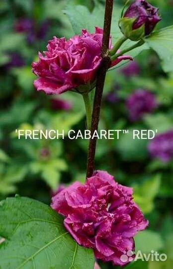 Гибискусы сирийские махровые