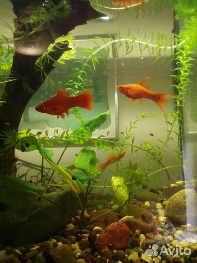 Аквариумные рыбки