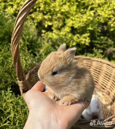 Карликовые крольчата, минор