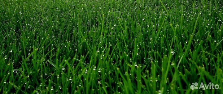 Рулонный газон под ключ