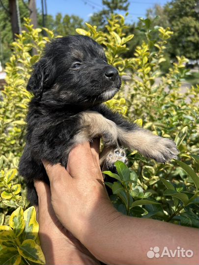 Щенок в добрые руки бесплатно