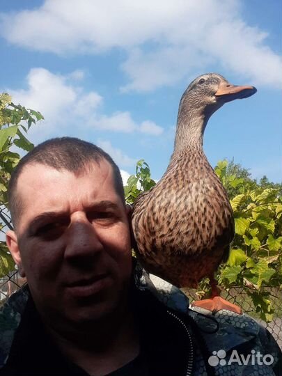 Подсадные утки, охота с манной(круговой) уткой