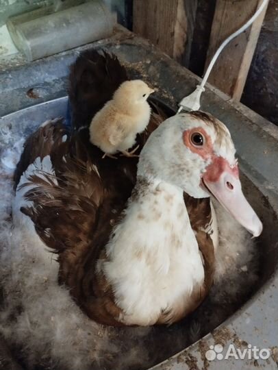 Мускусные утки, утята и индоутята