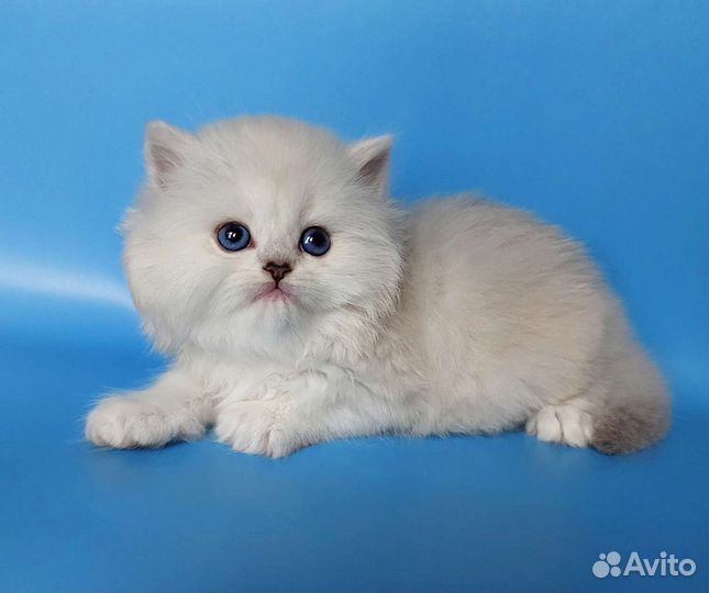 Британские котята