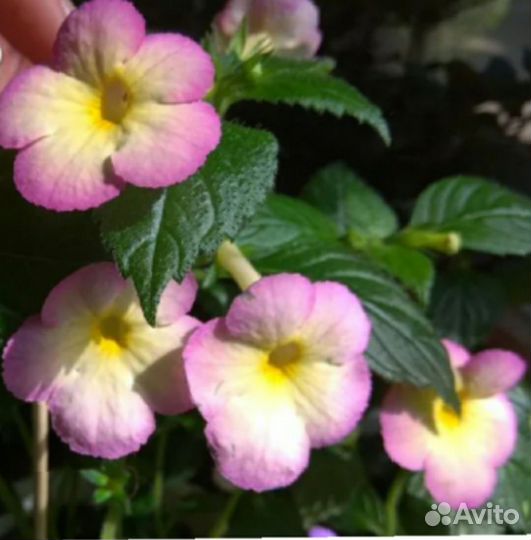 Ахименесы,хамедорея,оксалис,бегония,циссус