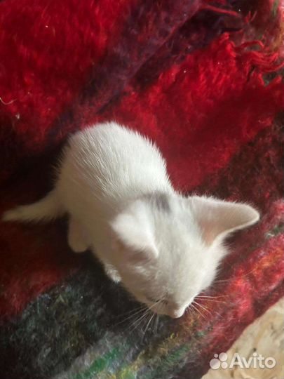 Котенок мальчик