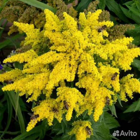 Семена растений для зимних букетов/сухоцветы