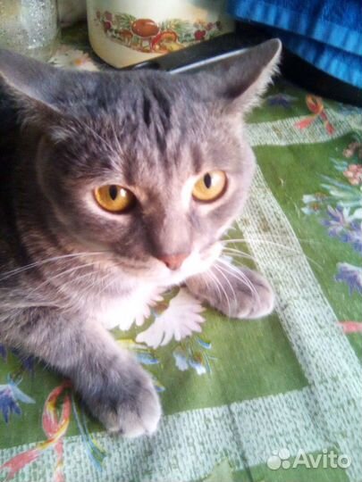 Барсюше очень нужен дом