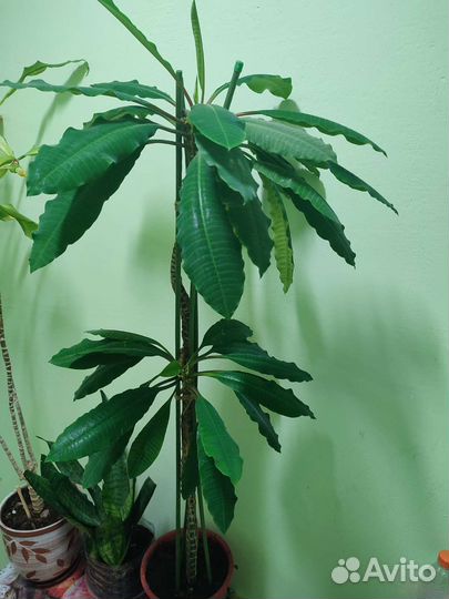 Молочай (эуфорбия)