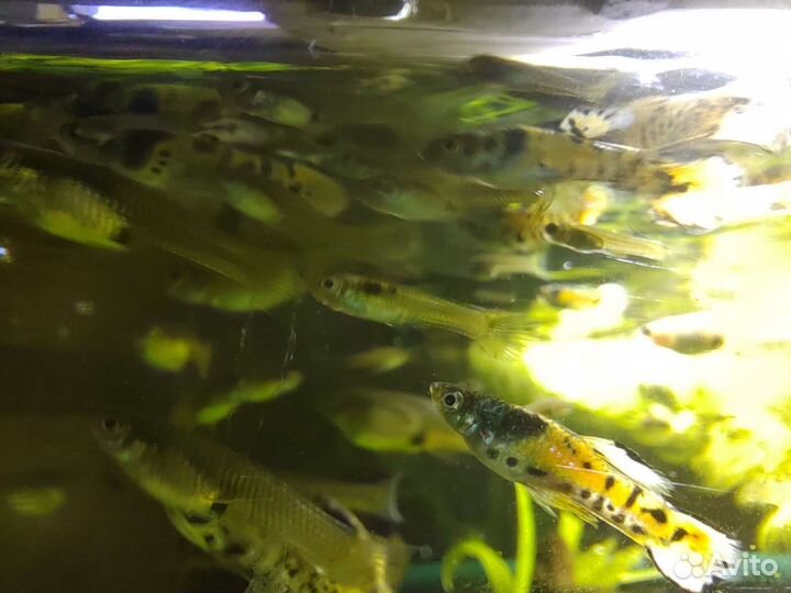 Гуппи Эндлера тигровые