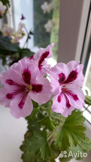 Герань пеларгония