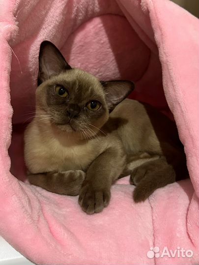 Котята бурмы