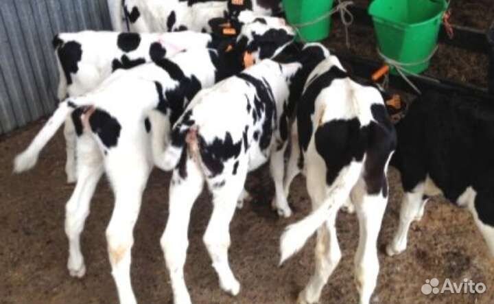 Бычки телята скороспелые