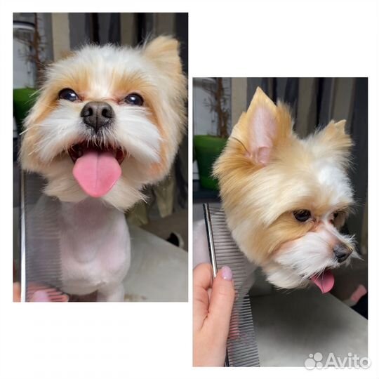 Груминг собак стрижка собак на дому и с выездом