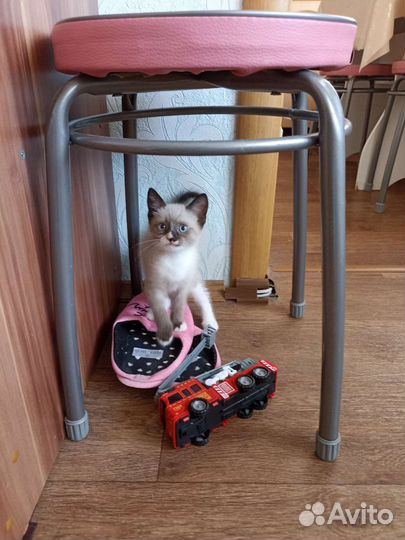 Отдам кота в добрые руки
