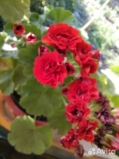 Комнатные растения