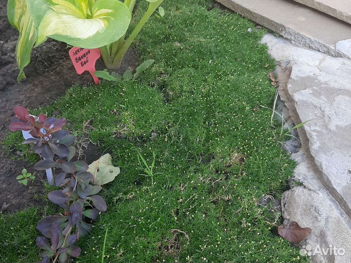 Редкие растения для сада