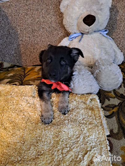 Прекрасная девочка Лора в добрые руки