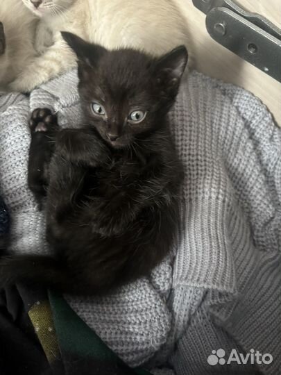 Сиамские котята