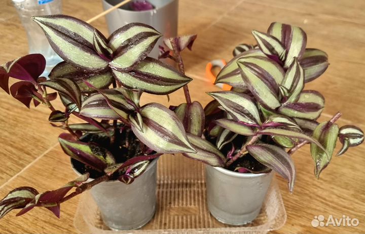 Традесканции, хлорофитум 150р