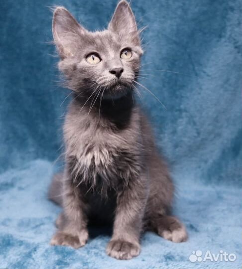 Котенок мальчик ищет дом
