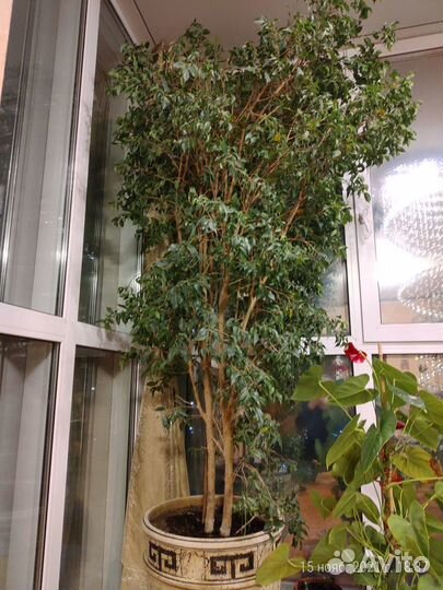 Дерево фикус бенджамина
