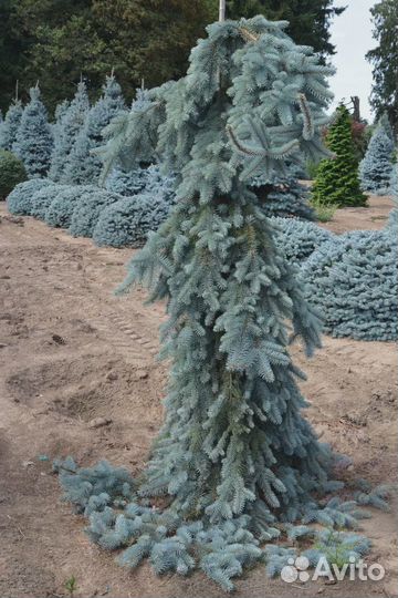 Черенки хвойных сортовых растений