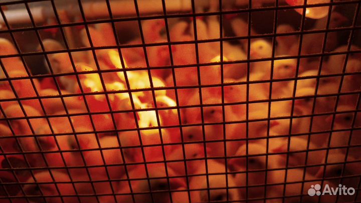 Цыплята (кучинские юбилейные)