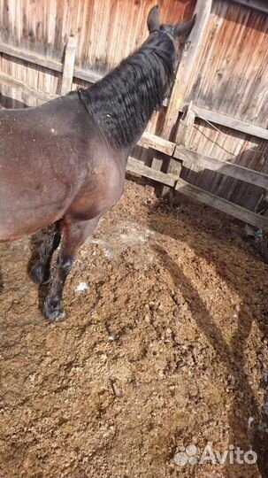 Отдаю конский навоз