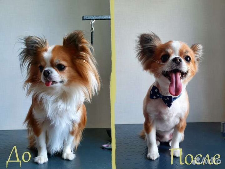 Стрижка собак