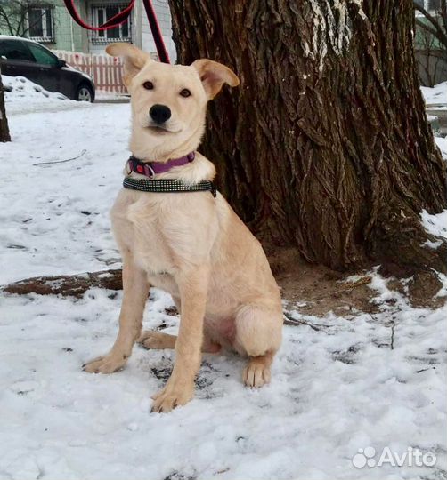 Щенки в дар в добрые руки