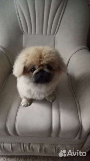 Вязка Пекинес