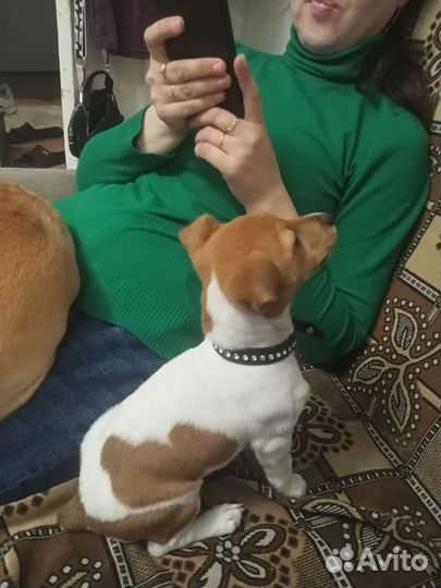 Джек Рассел терьер