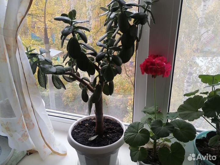 Толстянка, денежное дерево