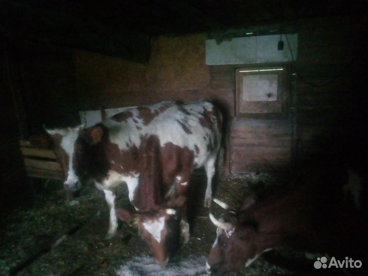 Быки и телки