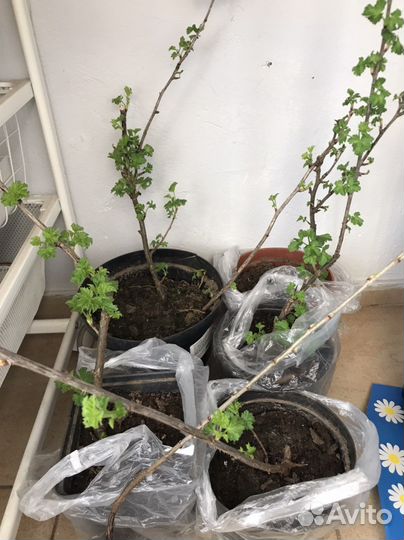 Крыжовник без шипов