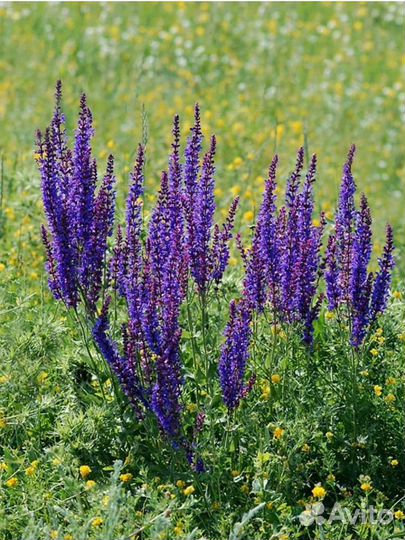 Душистые травы: монарда, тимьян, душица, шалфей