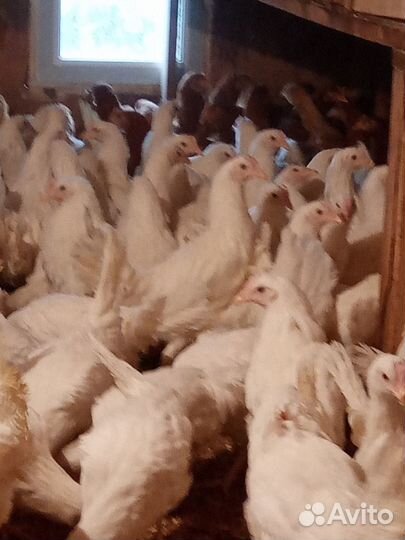 Курочки молодки Декалб, Хайсекс уайт