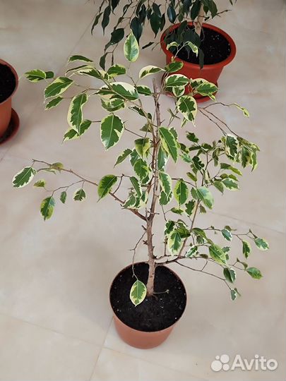 Фикус Бенджамина (Светлый)